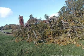 The fallen Oak tree | Burgess Hill Town Council