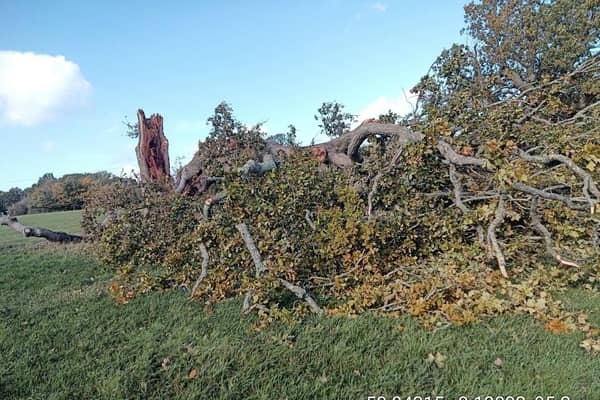 The fallen Oak tree | Burgess Hill Town Council