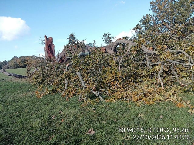 The fallen Oak tree | Burgess Hill Town Council