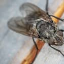 Fly. Photo: Egor Kamelev/Pexels