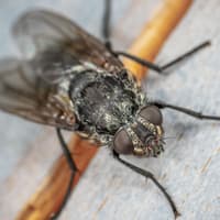 Why are there so many flies in Sussex at the moment?