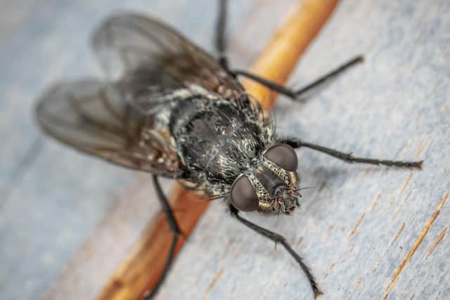 Fly. Photo: Egor Kamelev/Pexels