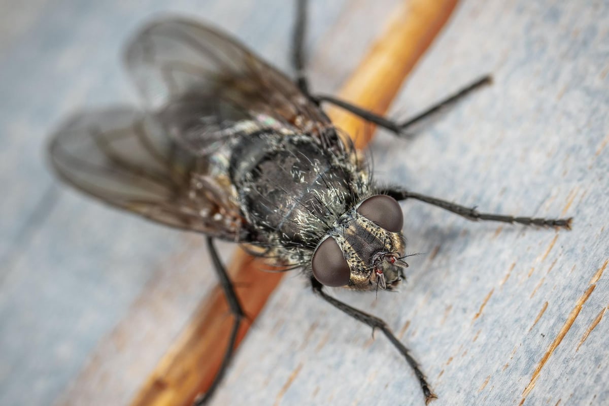 Why are there so many flies in Sussex at the moment?