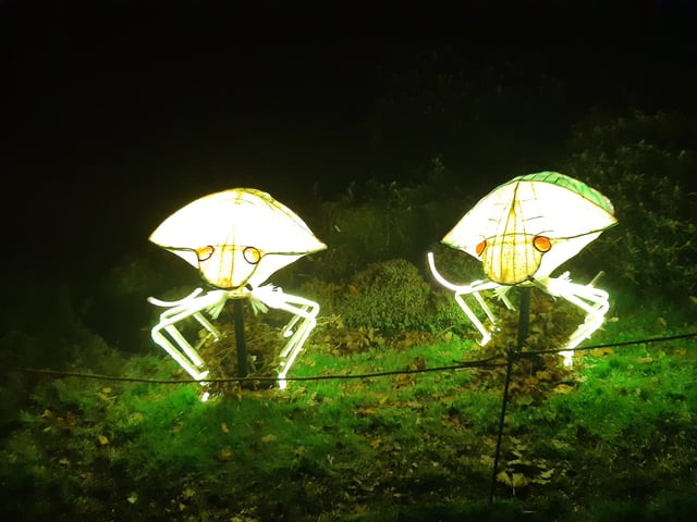 An enchanting winter lantern trail at Wakehurst Place