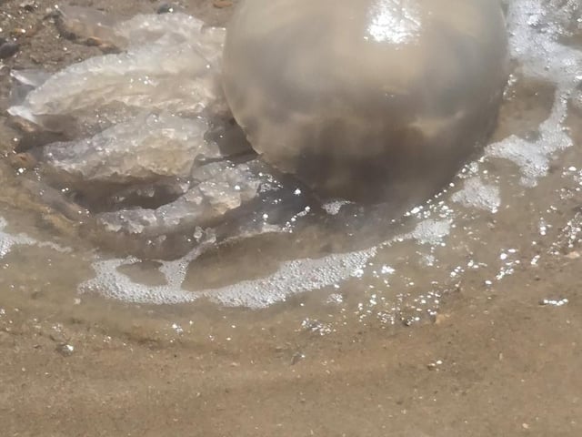 Here's why more jellyfish are washing up on the Sussex coast - and how to treat a sting. Photo: Paige Pardoe