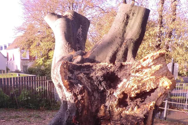 One of the best-loved trees in Chichester fell victim to the stormy weather on Halloween Night at about 1.20am.