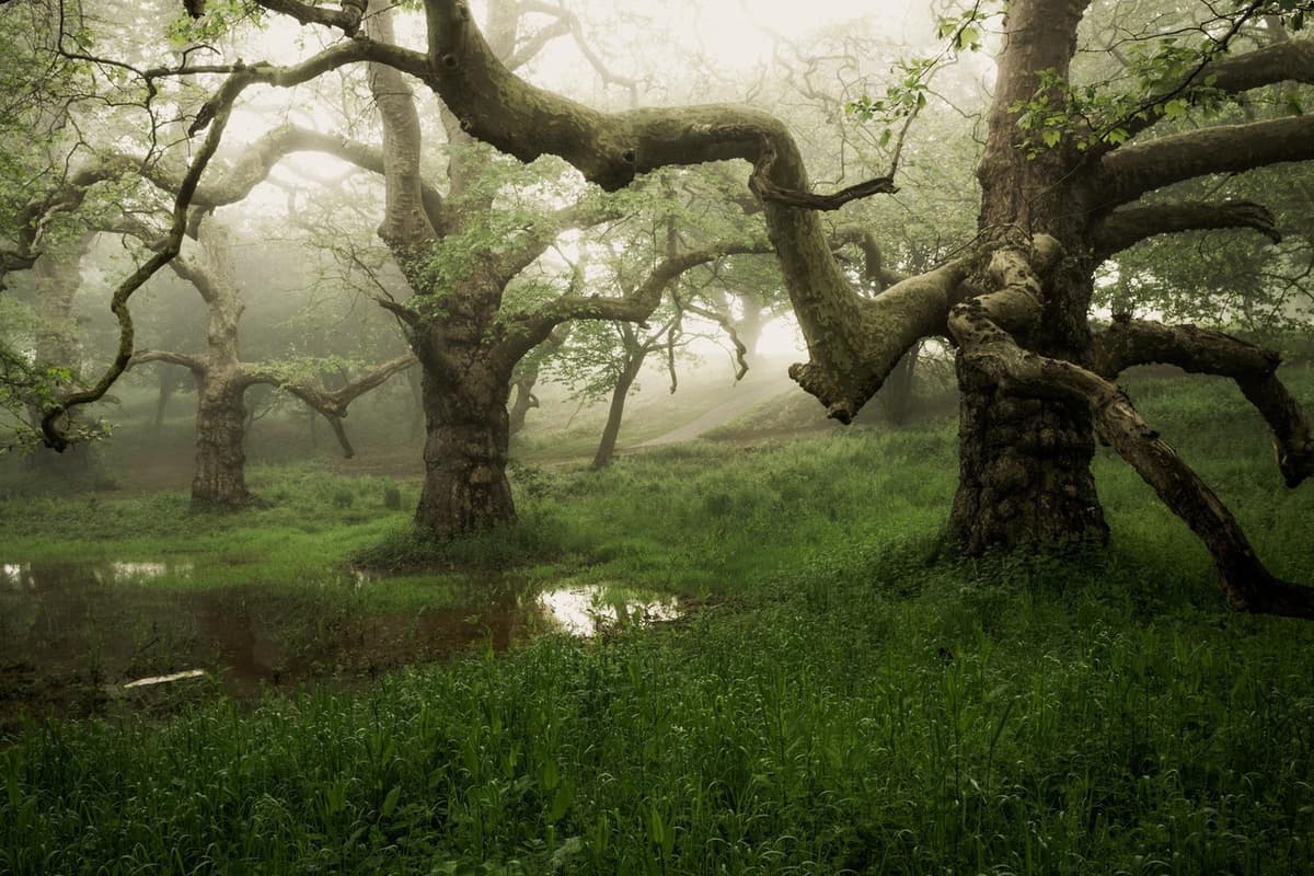 South Tree Atmospheric tree picture wins South Downs national park photo competition