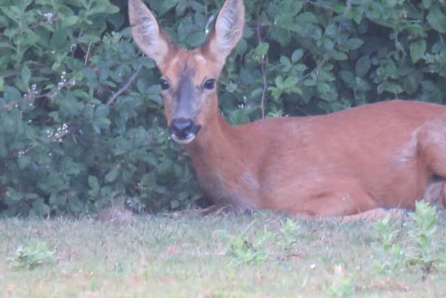 The deer which was attacked by an off-lead dog at Pagham Nature Reserve: Photo - RSPB