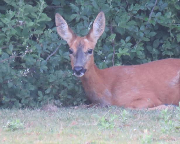 The deer which was attacked by an off-lead dog at Pagham Nature Reserve: Photo - RSPB