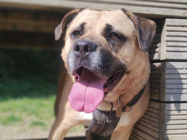 Sandos is a sweet and friendly Mastiff. He walks at a lovely pace though he has a stubborn streak and likes to go the routes he likes and knows, according to Rescue Remedies He loves treats and will sometimes stop and wait for you to give him something - otherwise he can be tricky to budge, the charity said. He can get spooked in some situations, such as meeting horses or dogs that are barking at him. He loves zooming around the paddock and is remarkably fast and agile for such a large dog. Sandos is looking for a home with large dog experience.