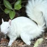 The squirrel in Gildredge Park.