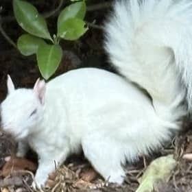 The squirrel in Gildredge Park.