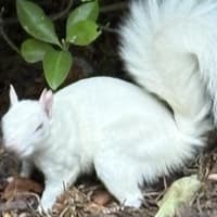 'Beautiful' white squirrel spotted in Eastbourne park
