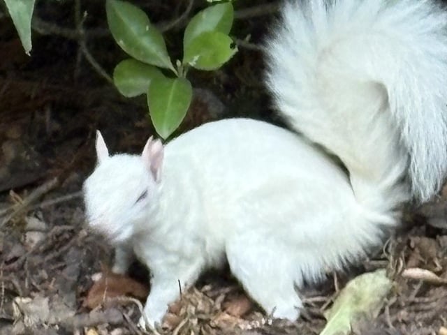 The squirrel in Gildredge Park.