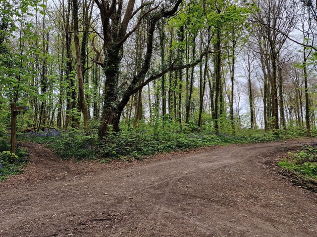 At this crossroads, turn right. It was here where I could really smell a strong scent of bluebells