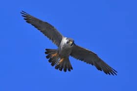 The peregrines have returned to Chichester Cathedral. Photo: David Shaw Wildlife