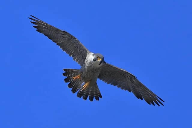 The peregrines have returned to Chichester Cathedral. Photo: David Shaw Wildlife