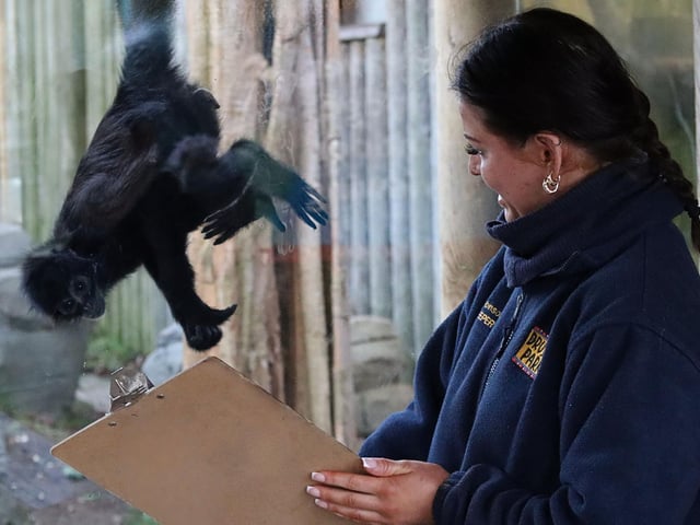 Zookeeper Emily with Dilly the Black Spider Monkey