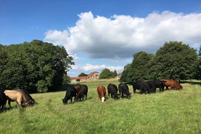 Cattle at Martin Hole's farm in East Sussex. 