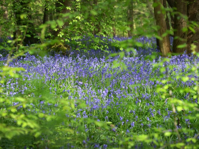 Arlington Bluebell Walk 2024. Photo taken on April 30.