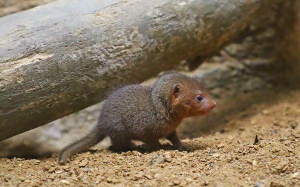 The dwarf mongoose family
