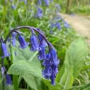 Angmering Park Estate in the heart of the South Downs boosts some beautiful bluebell. There is a car park in Dover Lane, Angmering.