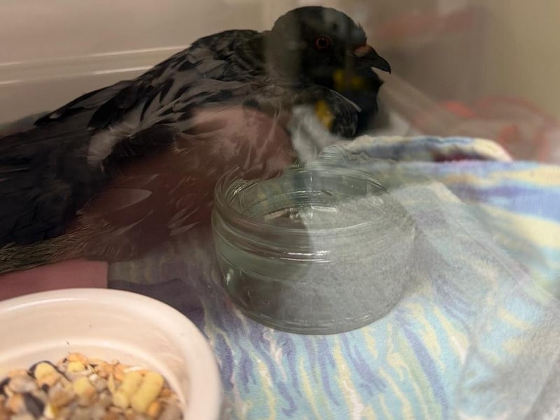 The rescued pigeon is being cared for by Mallydams RSPCA centre