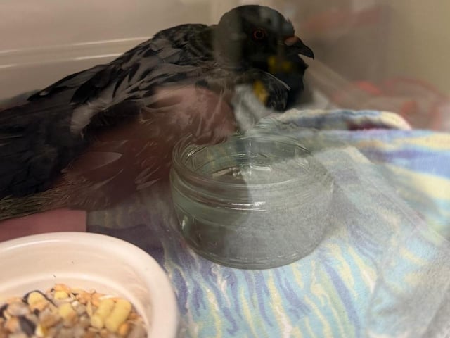 The rescued pigeon is being cared for by Mallydams RSPCA centre