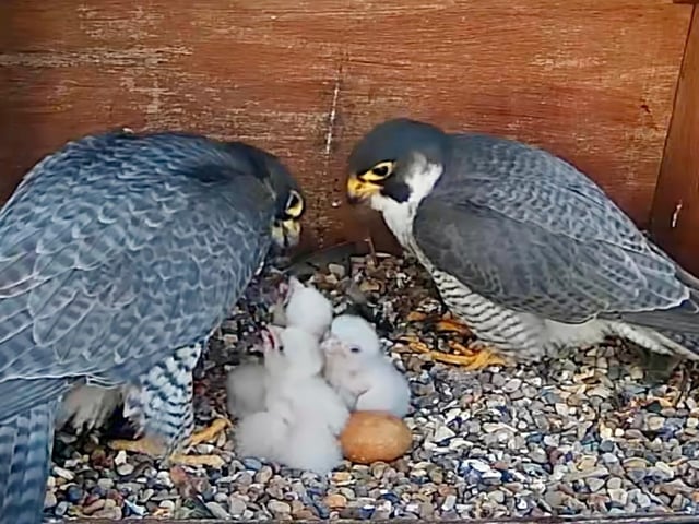 Adorable peregrine falcon eggs hatch at Chichester Cathedral