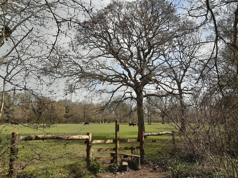 The path leads to another stile which takes you into a field of cows.