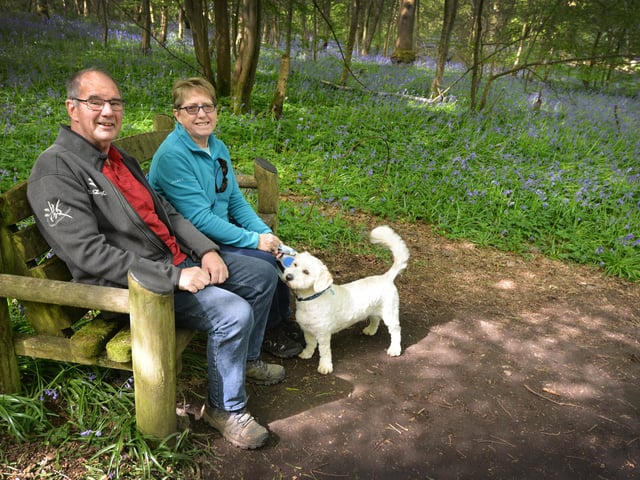 Arlington Bluebell Walk 2024. Photo taken on April 30.