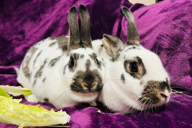 Tia and Maria are sisters that came into ERGPR due to their previous owners having to move. Friendly, easy to handle and looking for their forever home.