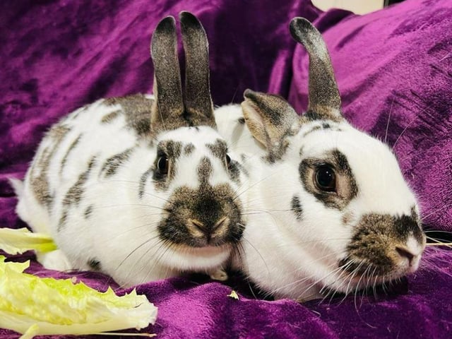 Tia and Maria are sisters that came into ERGPR due to their previous owners having to move. Friendly, easy to handle and looking for their forever home.