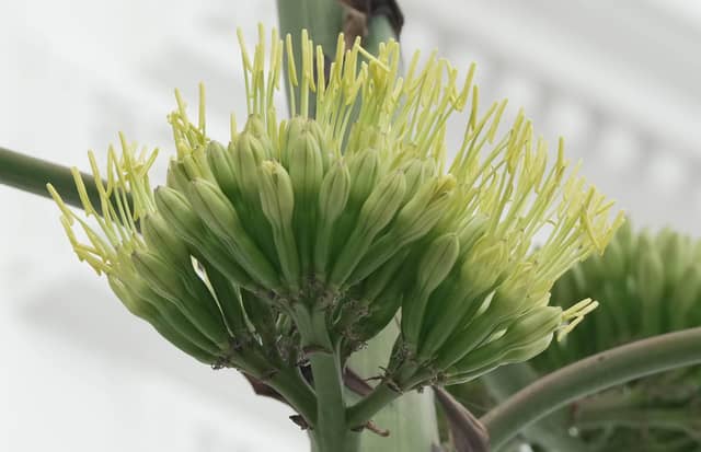 Like something out of the Triffids, this stunning agave is turning heads on Worthing seafront