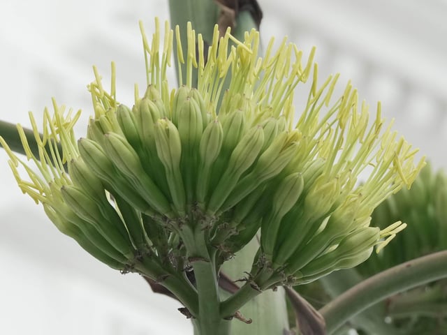Like something out of the Triffids, this stunning agave is turning heads on Worthing seafront