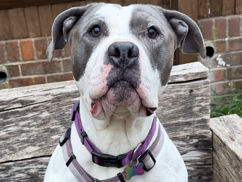 Molly is a friendly girl who can be a little shy at first with new people. She knows how to sit and walks well on the lead but does not appear to have had any other training, the RSPCA said. She enjoys attention and loves her treats which is a nice way to make friends with her. The RSPCA said she 'has been starved previously' so can be a little snatchy with food. Molly is looking for a patient owner who is prepared to put time into her training and socialising and has had some experience with large breeds. She would be best in an adult-only home. Molly is good with her canine friends at the shelter but needs to be the only dog in her home as she would not want to share her toys and food! She needs a home without cats or small animals.