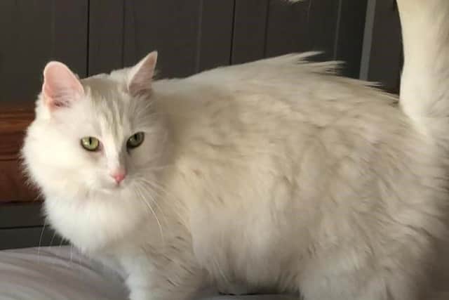 Bonnie the fluffy cat is swill waiting to find a home
