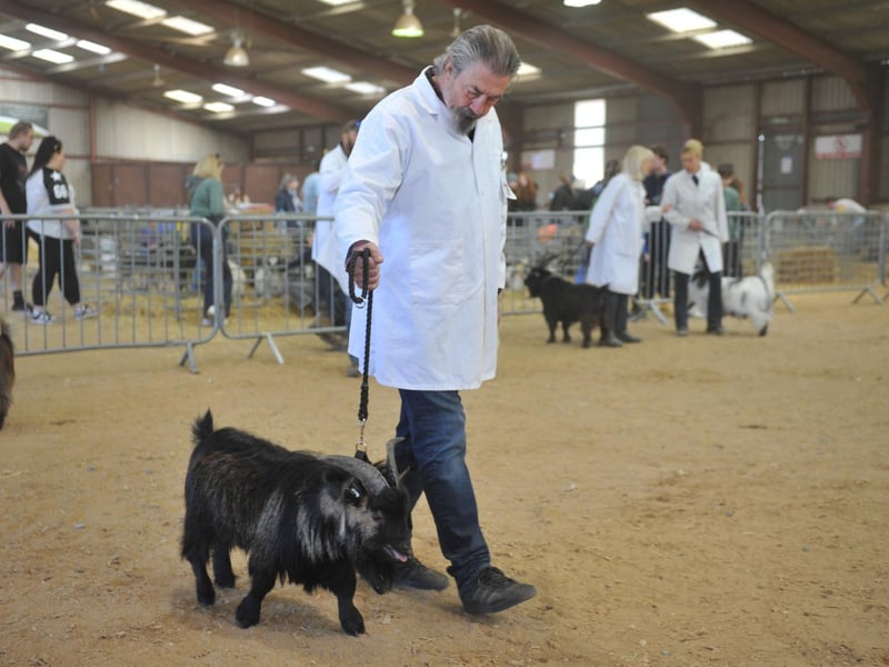 The Pygmy Goat Show. Photo: Hollie Robards