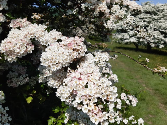 May Blossom in the South Downs National Park at Castle Hill Nature Reserve on June 5, 2023