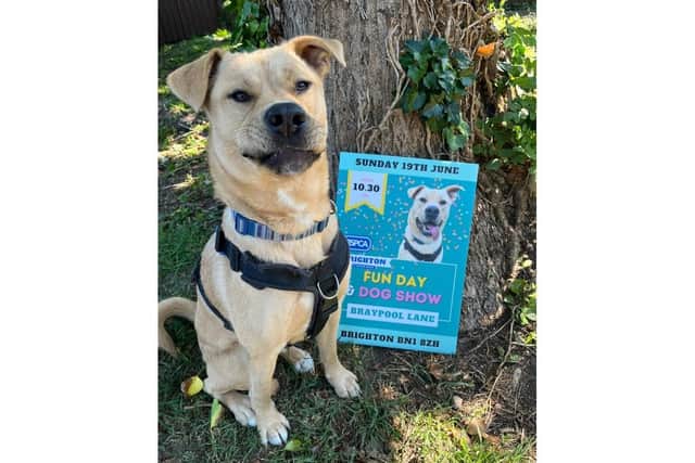 Nigel the dog is helping to promote the RSPCA fun day and dog show