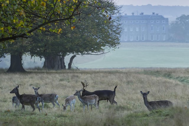 Fallow deer (Dama dama) in the parkland in October, with the house seen in the background, Petworth House and Park, West Sussex. The deer park at Petworth was landscaped by 'Capability' Brown.