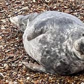 One of the seals spotted in the Arun district last week. Photo: Arun District Council