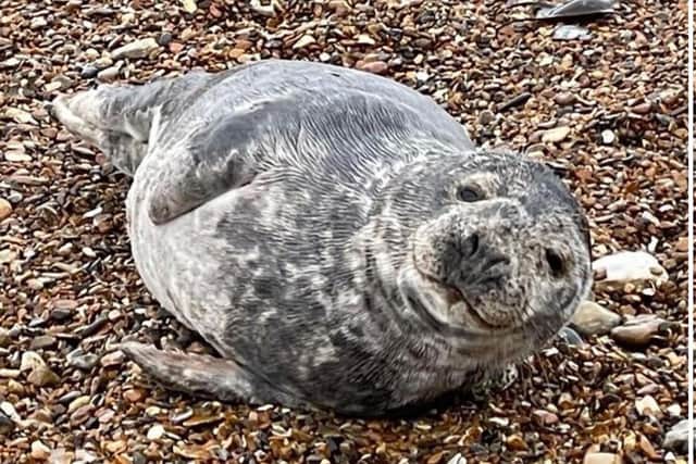One of the seals spotted in the Arun district last week. Photo: Arun District Council