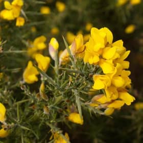 Gorse