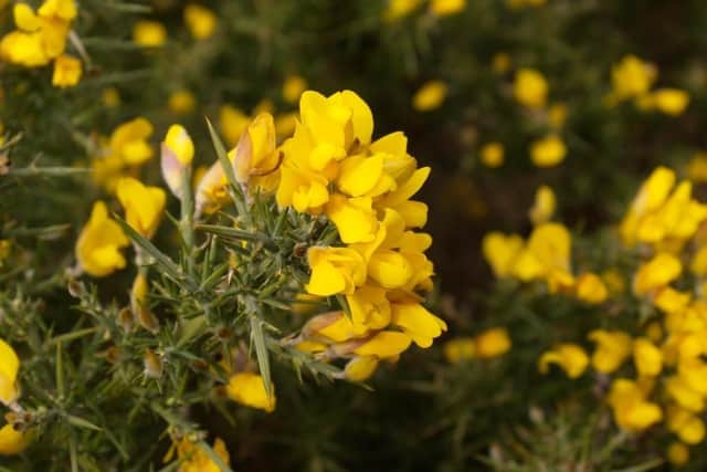 Gorse