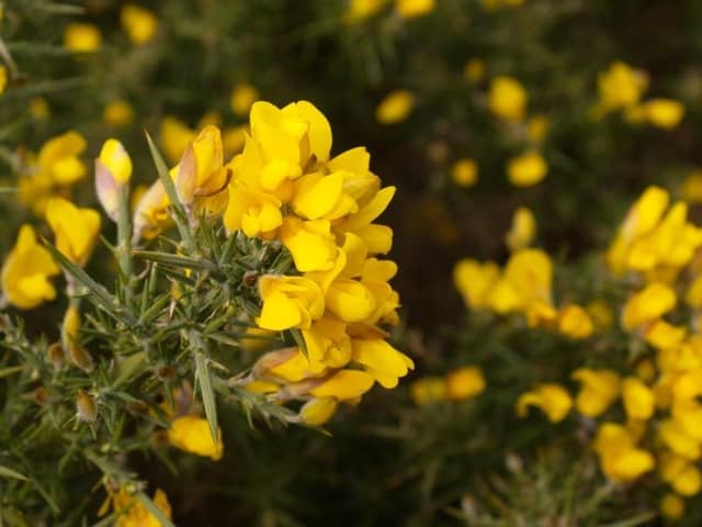 Gorse