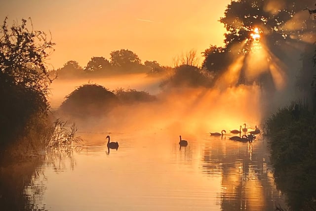 Gaye Clear's winning entry, 'Swans bathed in rising morning sun'.