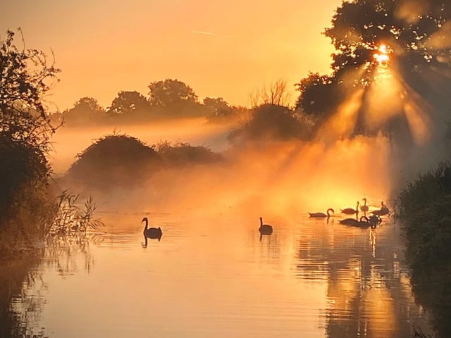 Gaye Clear's winning entry, 'Swans bathed in rising morning sun'.