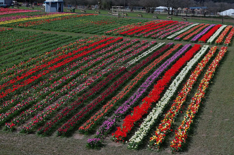 There are more than 100 different varieties among the 500,000 tulips