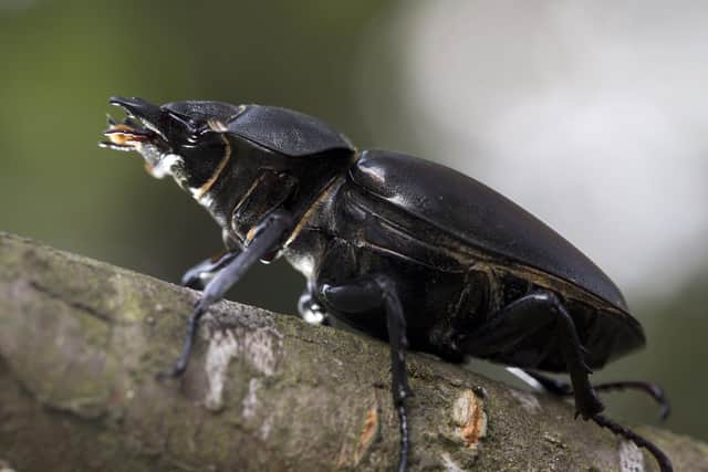 Stag beetles usually prefer warm areas with lower annual rainfall and light soils, and as a result are widespread in southern England – excluding the South Downs, where the soil is chalky.